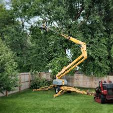 How Our Tree Care Process Works  in  Ferndale, MD