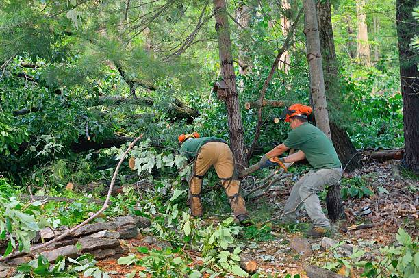 Seasonal Cleanup (Spring/Fall) in Ferndale, MD