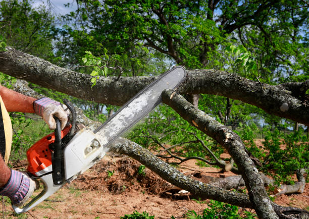 Ferndale, MD Tree Care Services Company